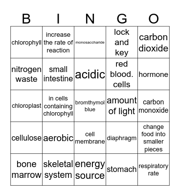 Semester Final Review Bingo Card