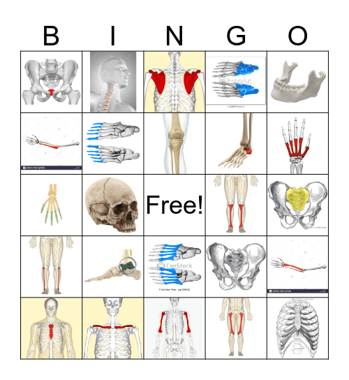Bones  Bingo Card