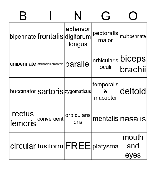 Face Muscles and Muscle Shape Bingo Card