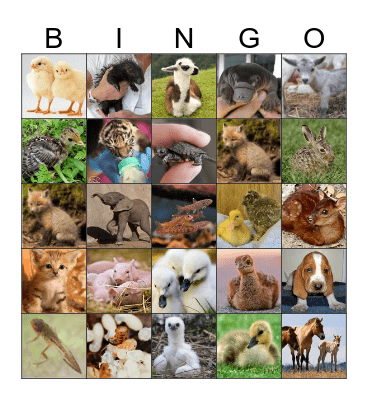 Baby Animal Bingo  Bingo Card