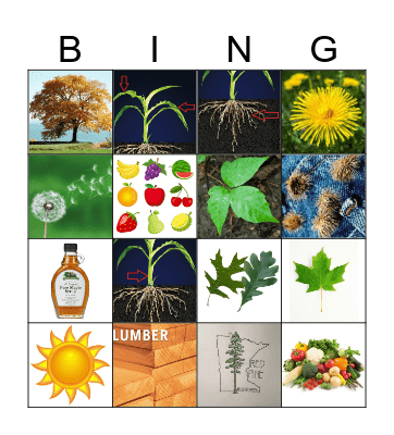 Trees & Plants Bingo Card