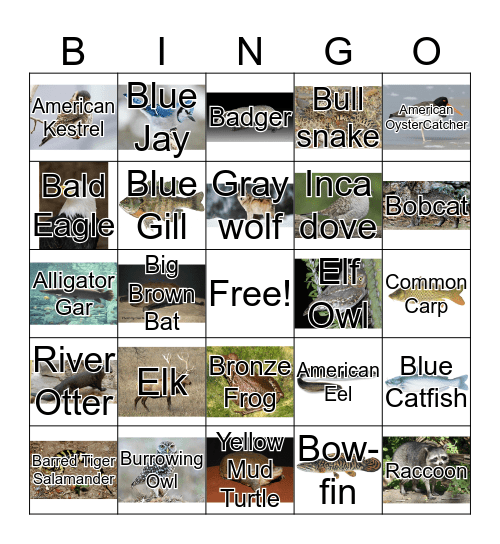 Bingo Identification Activity   Bingo Card