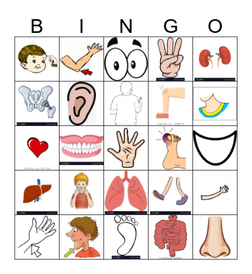 El Cuerpo  Bingo Card