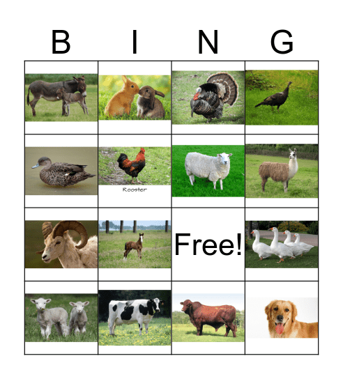 Farm Animals Bingo Card