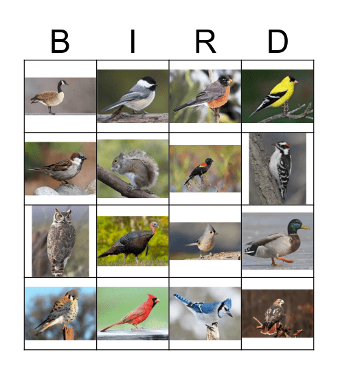 Bird Call Bingo Card