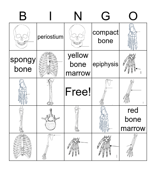 Bone Bingo Card