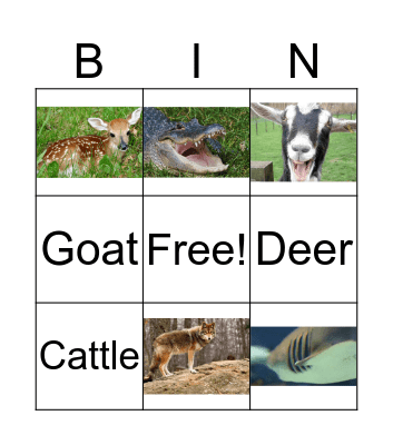 Animals  Bingo Card