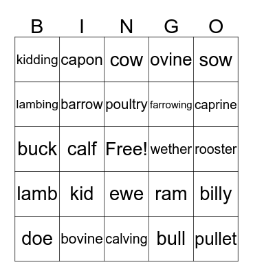Animal Science Bingo Card