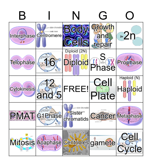 Cell Cycle  Bingo Card