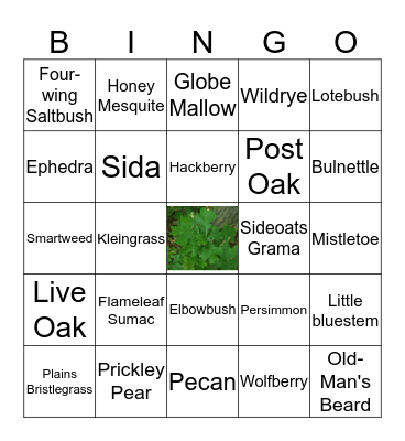 Wildlife Plant ID Bingo Card