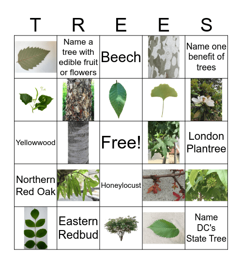 Trees Bingo Card