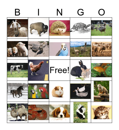 pets Bingo Card