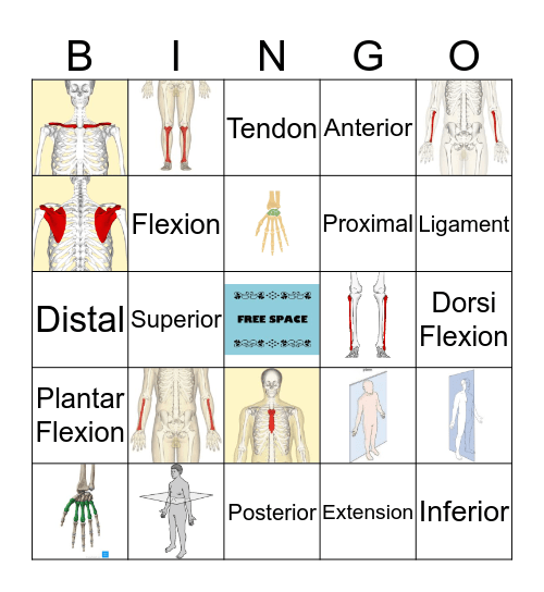 Functional Anatomy Bingo Card