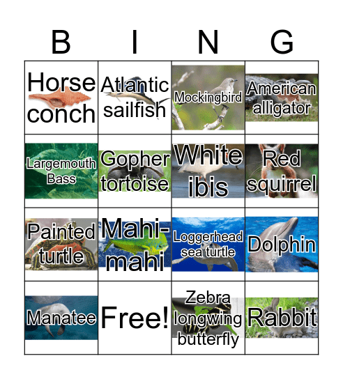 Florida state animals Bingo Card