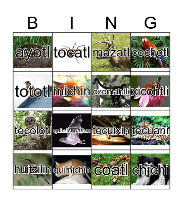 Nahuatl Animal Words Bingo Card