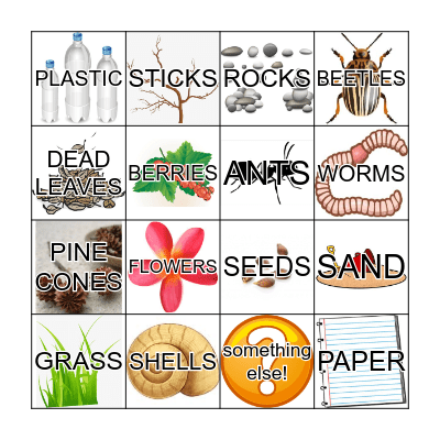 SOIL BINGO Card