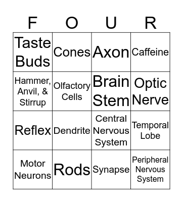 Nervous System & Senses Bingo Card