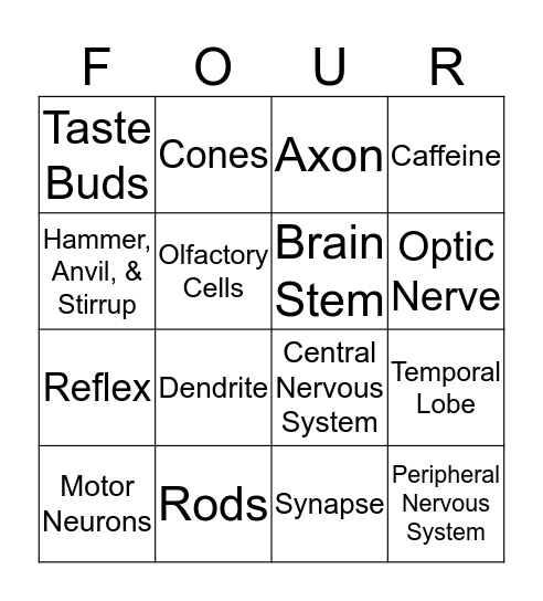 Nervous System & Senses Bingo Card