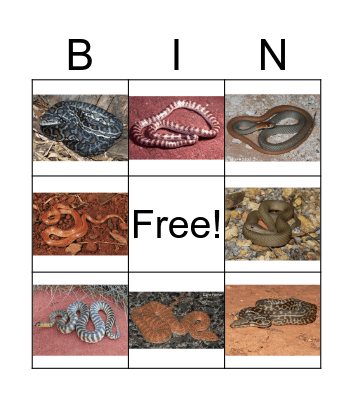 Outback Australian Snakes Bingo Card