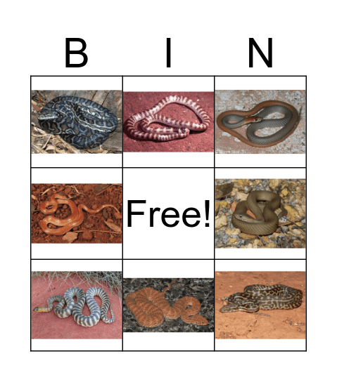 Outback Australian Snakes Bingo Card