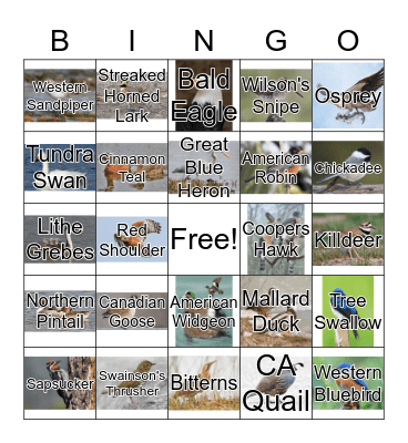 Birds at Ankeny Bingo Card