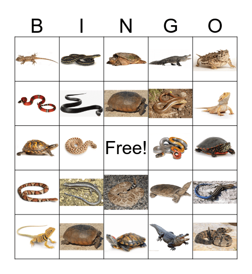 Reptile Bingo Card