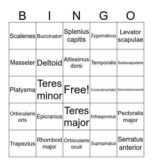 Muscle bingo Bingo Card