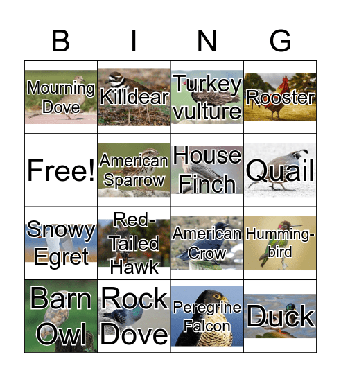 Bird Sounds  Bingo Card