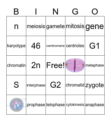 Cell Division Bingo Card
