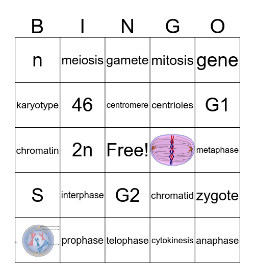 Cell Division Bingo Card