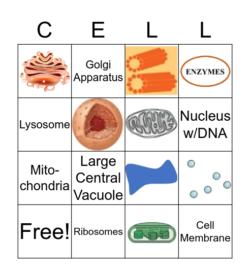 Cell Organelles Bingo Card