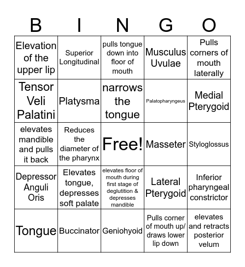 Muscles of Articulation Bingo Card