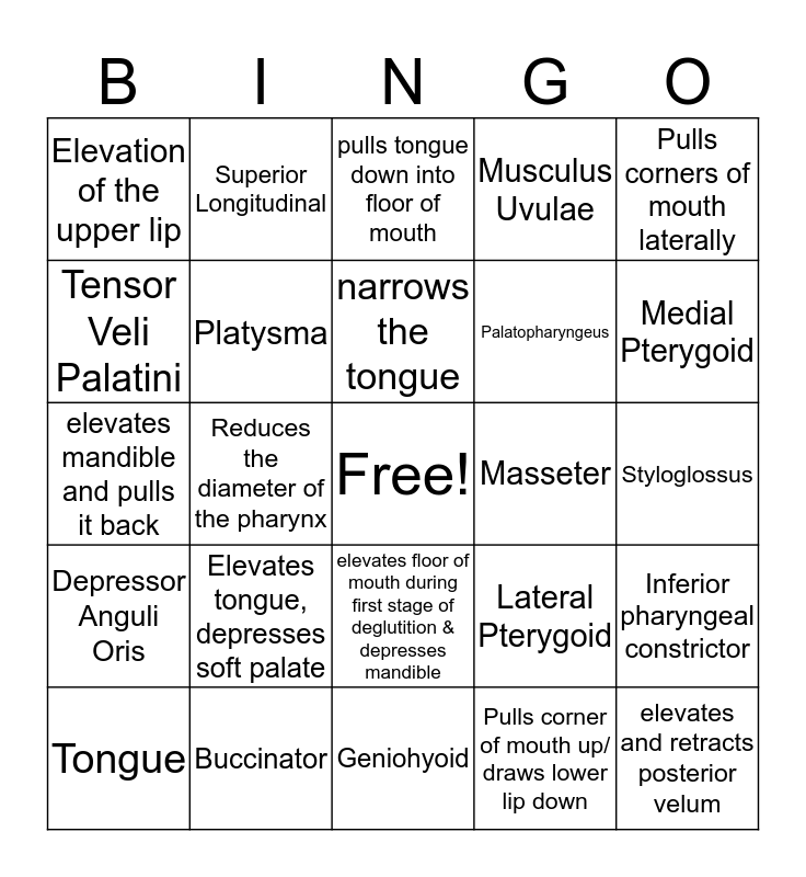 Muscles of Articulation Bingo Card