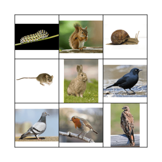 Woodland Animals Bingo Card