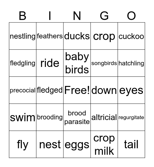 Baby Birds Bingo Card