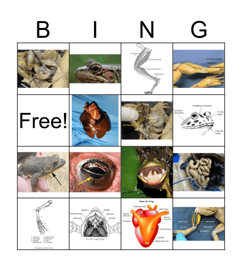 Frog Bingo Card