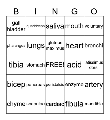 Human Body Bingo Card