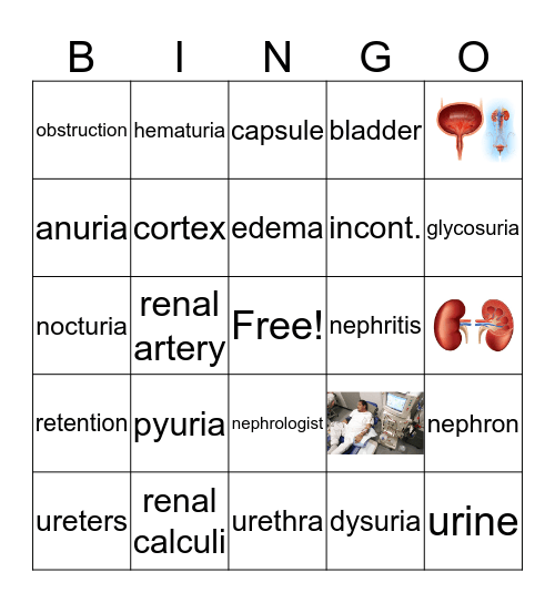 The Urinary System  Bingo Card