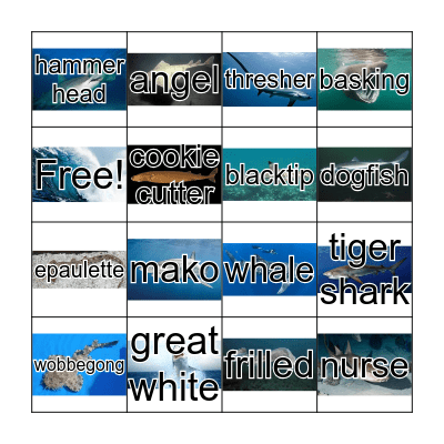 Sharks! Bingo Card