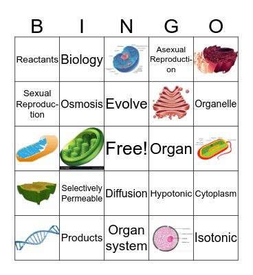 LS1.1, LS1.2, LS1.5, LS1.7 review Game Bingo Card