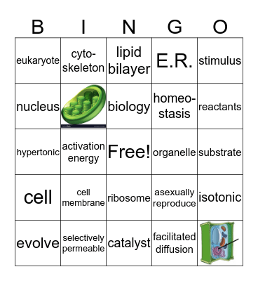 biology review Bingo Card