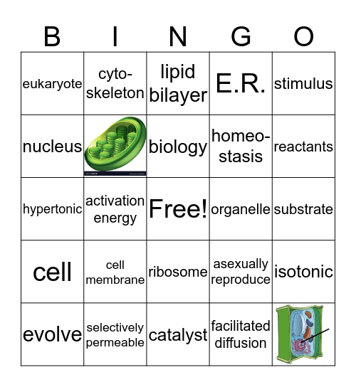 biology review Bingo Card