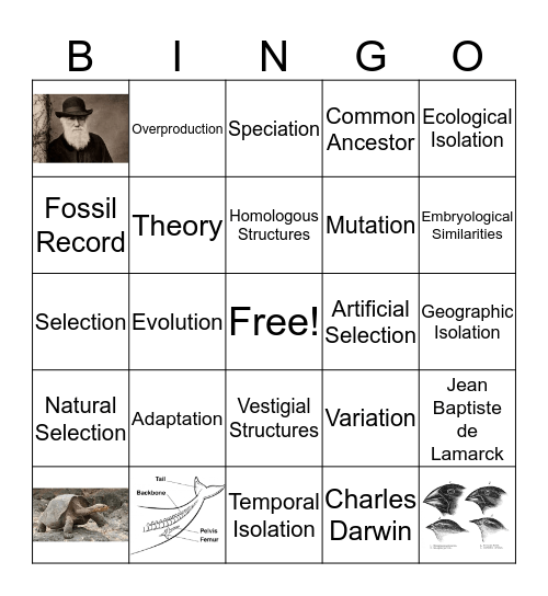 Biological Evolution Bingo Card