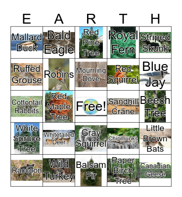 Species to see in Wisconsin Bingo Card
