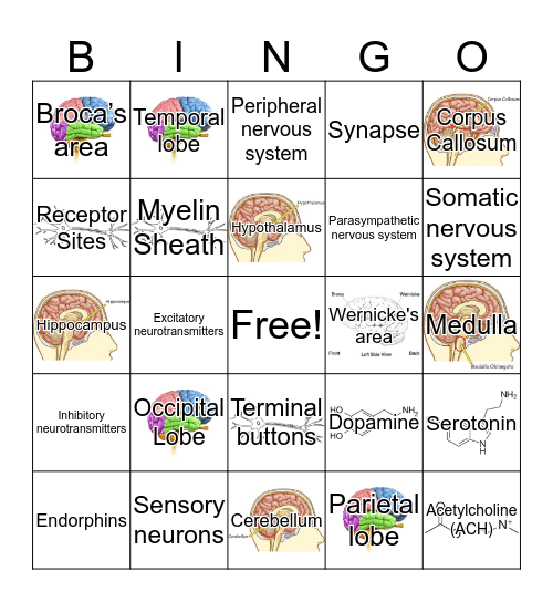 Neurobiology Bingo Card