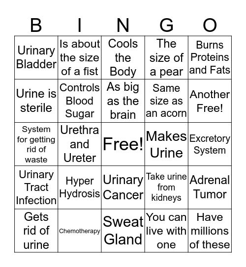 Excretory System Bingo Card