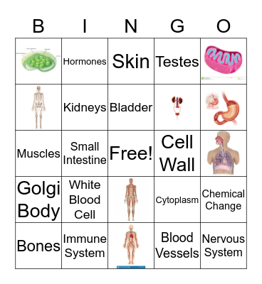 Cell Organelles and Body Systems Bingo Card