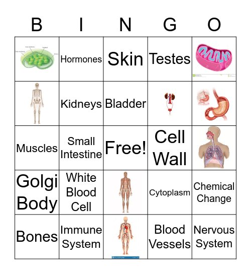 Cell Organelles and Body Systems Bingo Card