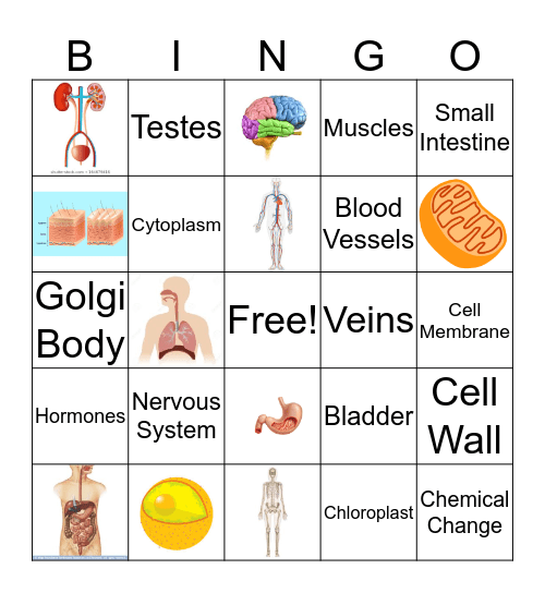 Cell Organelles and Body Systems Bingo Card