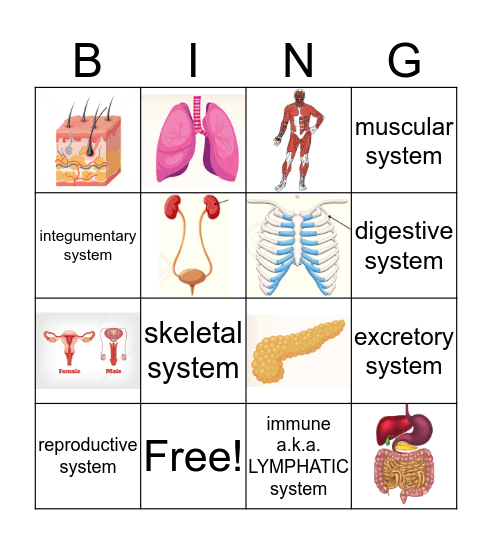 Human Body Systems Bingo Card